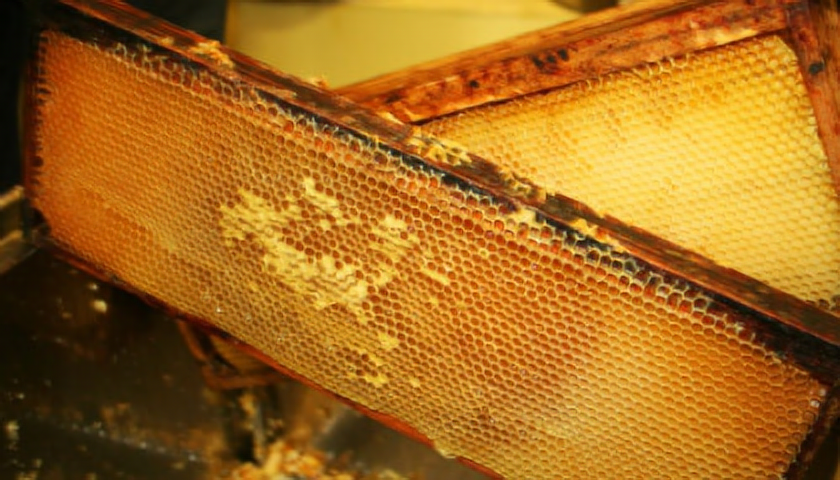 Včelí plástve – rámy potřené propolisem, voskové sklípky jsou plné medu (foto: SXC)