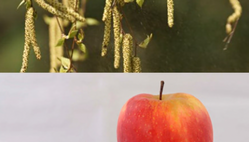 Bílkoviny v pylu břízy se mohou podobat například bílkovinám v jablku