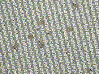 Mikroskopické záběry roztočů domácího prachu žijících převážně v lůžkovinách