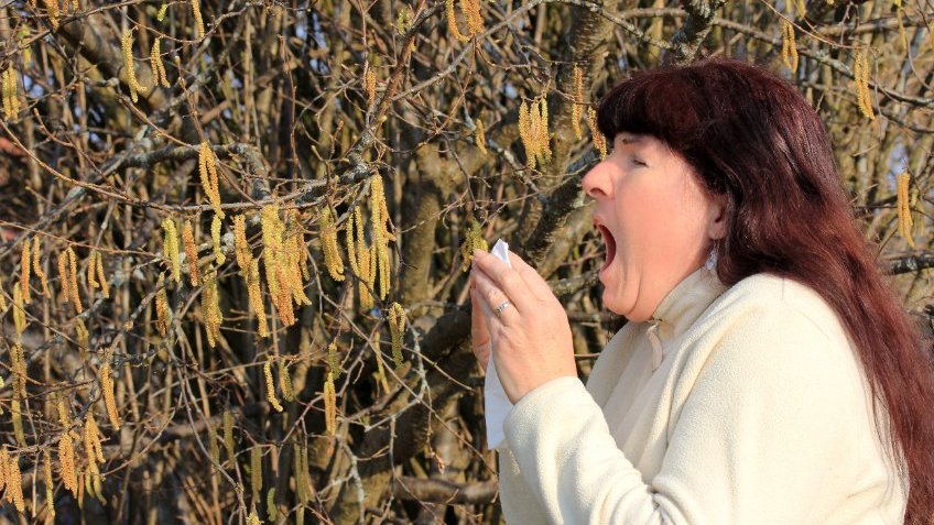 Žena kýchající u rozkvetlé břízy