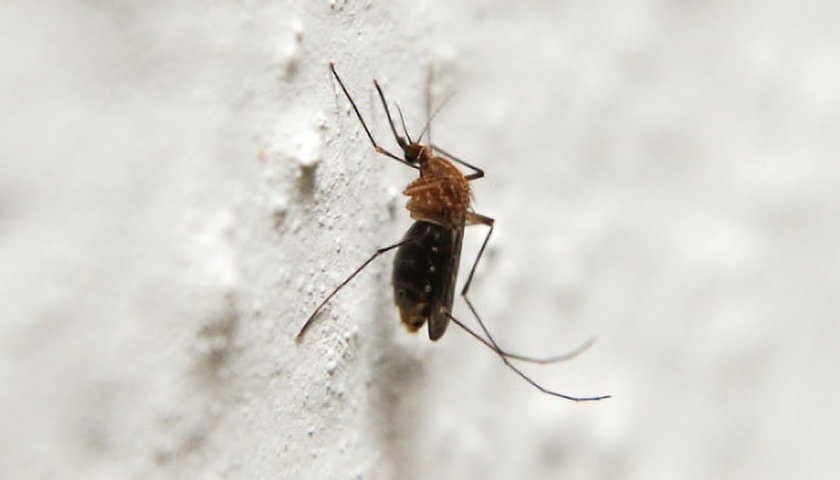  Lidskou krev sají pouze malé druhy komárů (foto: SXC)