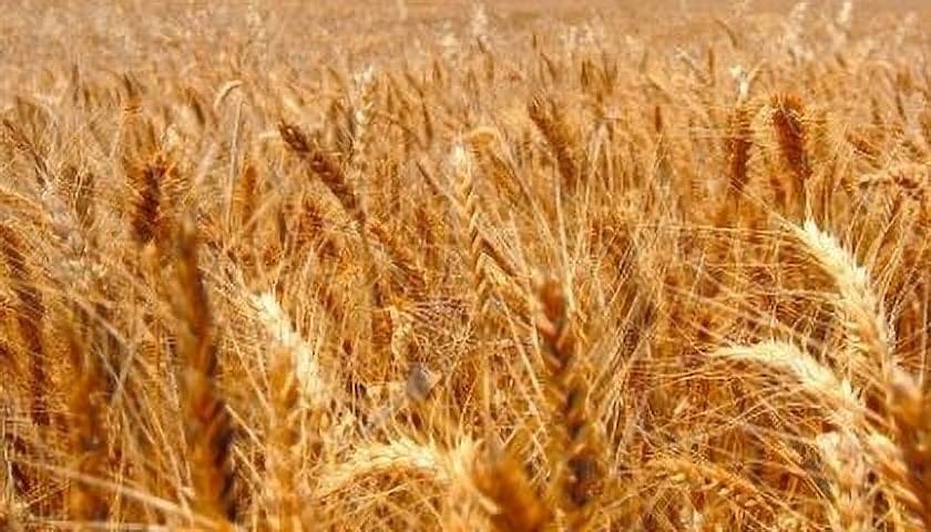 Pšenice i další druhy obilovin jsou celiakům zapovězeny. (foto: Suat Eman/Freedigitalphotos.net)