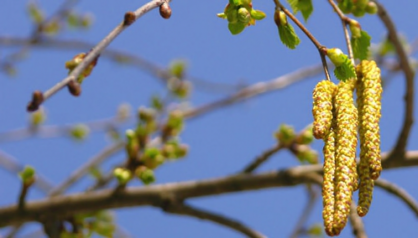 Jehnědy břízy vůbec nevypadají jako květy, a přesto jsou na jaře plné silně alergizujícího pylu