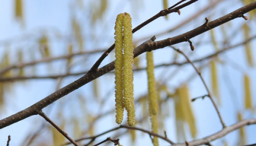 Líska je prvním jarním chrličem pylu (foto: SXC)
