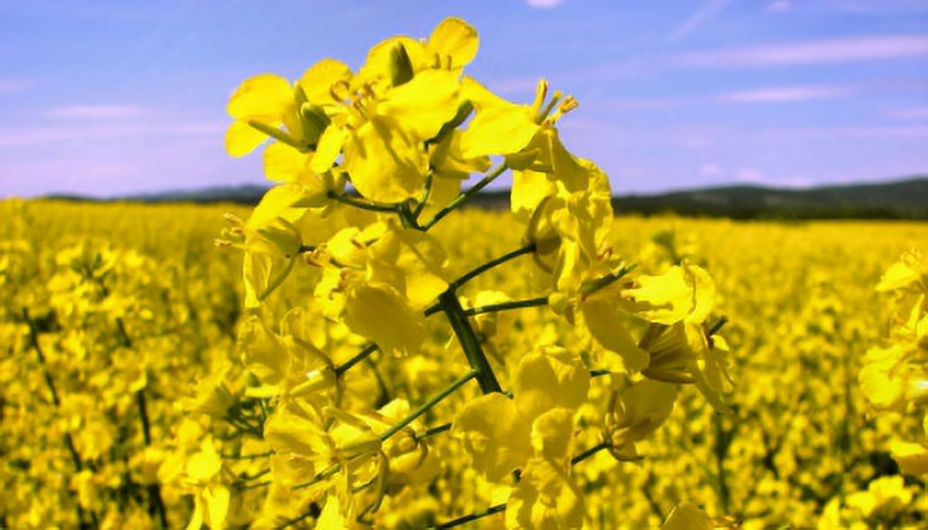 Pyl řepky, která kvete v dubnu a květnu, nelétá daleko od pole, proto nepatří mezi hlavní alergeny (foto: SXC)