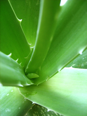 Aloe vera je oblíbená pro své hojivé účinky na pokožku (foto: SXC)
